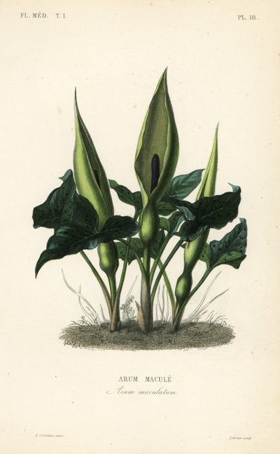 野生乔木，讲坛上的老爷和夫人或千斤顶，Arum maculatum，Arum macule 作者 不明
