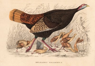 野生火鸡，Meleagris gallopavo，母鸡与小火鸡。Georg Friedrich Treitschke 的自然历史画廊，Naturhistorischer Bildersaal des Thierreiches，Liepzig 手工彩色石版画 作者 未知艺术家