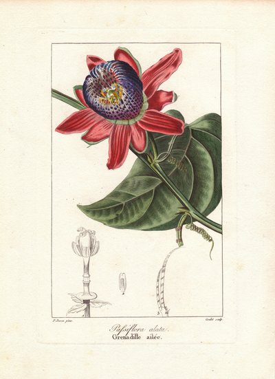 西番莲，原产于巴西。Goulet 根据 Pancrace Bessa 的植物插图在铜板上进行的手工彩色阶梯雕刻，插图选自 Mordant de Launay 的《Herbier General de l