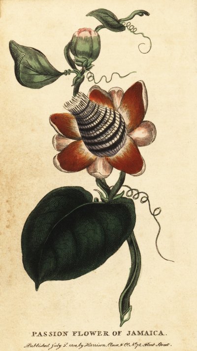 有翅茎西番莲，Passiflora elata.，1800（雕刻） 作者 未知艺术家