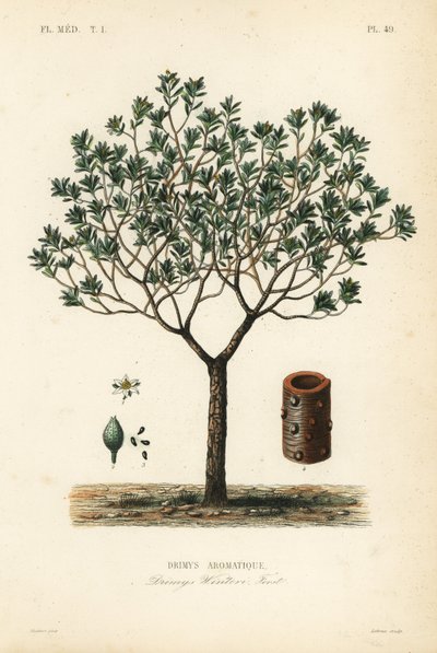 冬天的树皮或canelo，Drimys winteri，Drimys aromatique 作者 不明