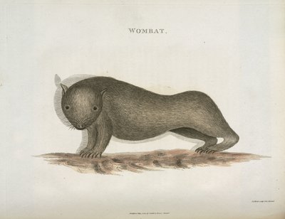 袋熊，澳大利亚，约1798年 作者 不明