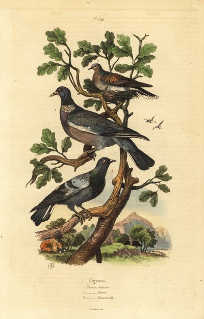 木鸽（Columba palumbus）、普通鸽子（Columba livia）和斑鸠（Streptopelia risoria）。 作者 不明