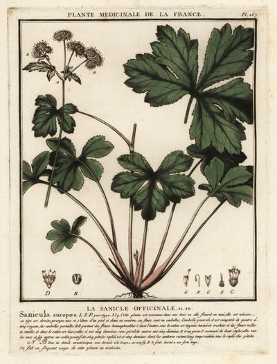 木三叶草，Sanicula europaea。 作者 未知艺术家