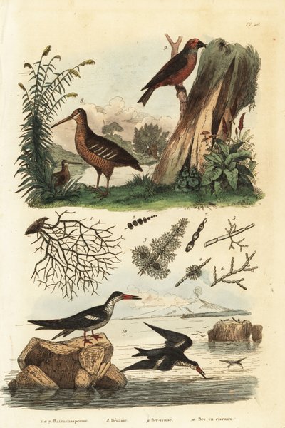 Woodcock、Scolopax rusticola、red crossbill、Loxia curvirostra 和黑色撇渣器、Rynchops niger Becasse、bec-croise 和 bec en ciseaux 作者 不明