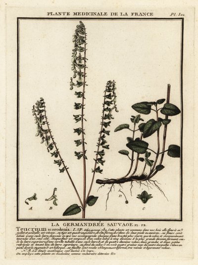 林地夹竹桃，Teucrium scorodonia。 作者 未知艺术家