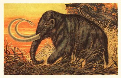 长毛猛犸象，Mammuthus primigenius.1908（石版画） 作者 未知艺术家