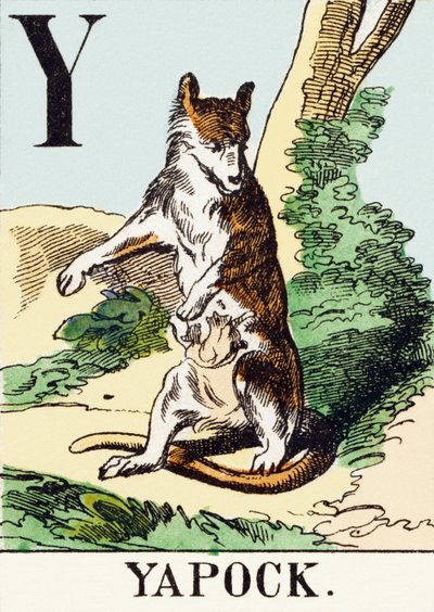 Y：Yapock-狩猎字母，约1890年（雕刻） 作者 不明