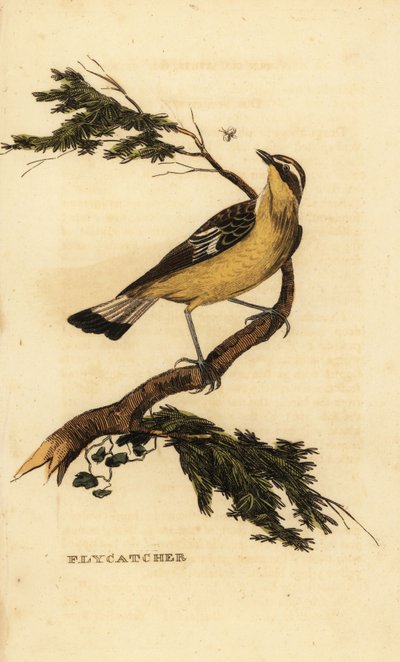 黄腰飞鸟，Ficedula zanthopygia。1815 年（雕刻） 作者 未知艺术家