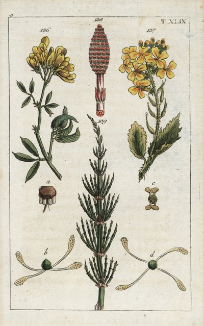 黄花苜蓿（紫花苜蓿），Medicago falcata 136；野萝卜（ravenelle），Raphanus raphnistrum 137；田野马尾草（prele des champs），Equisetum arvense 138/139。G. T. Wilhelm 的 "Unte "一书中一幅植物插图的手工彩色铜版雕刻。 作者 未知艺术家