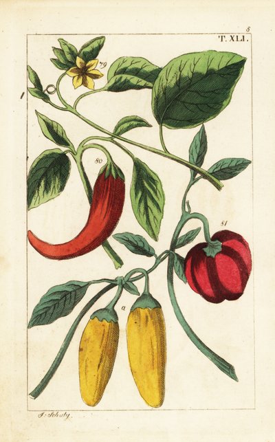 黄辣椒和红辣椒（Capsicum annuum）。 作者 未知艺术家