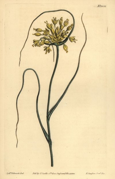 Yellow garlic, Allium flavum 作者 不明