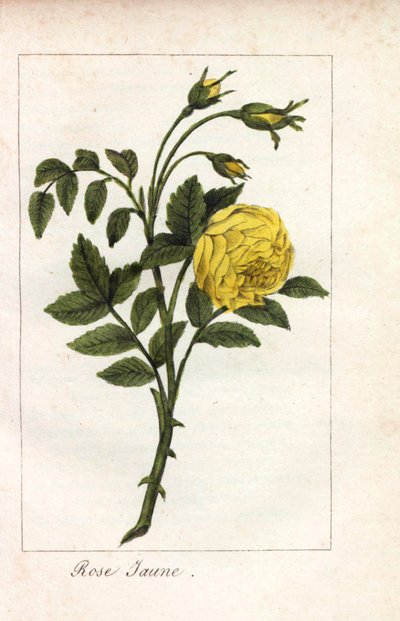 黄粉色，黄粉色，鲁特蔷薇。约 1815 年，巴黎，Prudhomme 小姐为 "Hommage rendu a la Rose "绘制的插图的手工彩色铜版画。这是一本介绍玫瑰历史和十几幅植物微型画的礼品册。 作者 未知艺术家