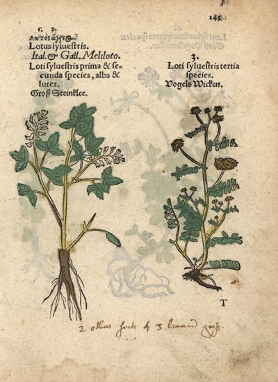 黄色甜三叶草，Melilotus officinalis。手绘木刻版画，选自 Adam Lonicer 的 Krauterbuch 或 Herbal（法兰克福）植物学插图。 作者 未知艺术家