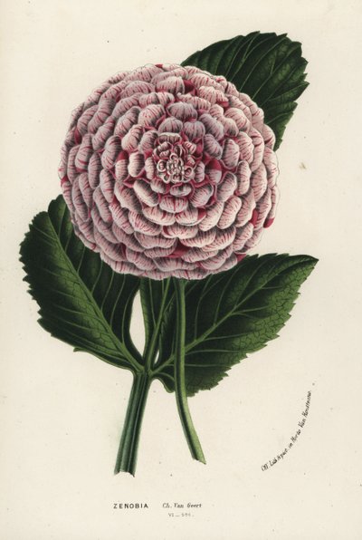 Zenobia 大丽花杂交种，Dahlia coccinea。手绘石版画，选自 Louis van Houtte 和 Charles Lemaire 的《欧洲花园和暖房之花》，Flore des Serres et des Jardins de l
