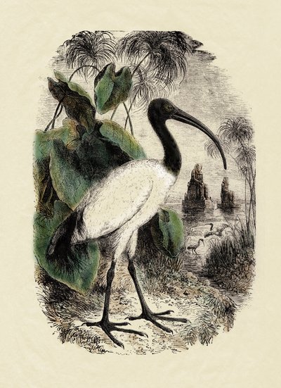 动物学：朱鹮（Threskiornis aethiopicus），19 世纪的雕刻作品 作者 未知艺术家