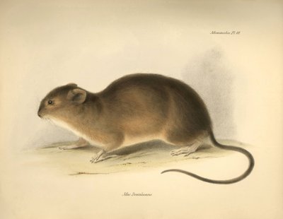 动物学：查尔斯-达尔文在贝格尔号探索之旅中描述的巴西鼠（Mus braziliensis）。摘自 "1832 年至 1836 年菲茨罗伊船长指挥的比格尔号航行动物学 "的插图。 作者 未知艺术家