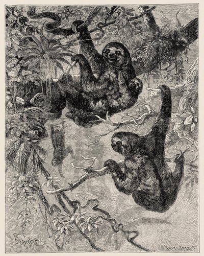 动物学：懒惰（Ai - Bradypus tridactylus）由 Carlo Vogt 和 Federico Specht 在 "Illustree Natural History：哺乳动物》，1884 年 作者 未知艺术家