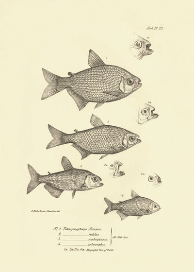 动物学：查尔斯-达尔文在贝格尔号航行期间描述的鱼类 "Tetragonopterus Abramis, rutilus, scabripinnis, interruptus"。摘自 "菲茨罗伊-达尔船长指挥的比格尔号航行的动物学 "图版 作者 未知艺术家