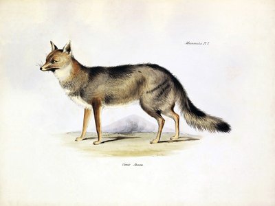 动物学：查尔斯-达尔文在贝格尔号上描述的南美洲狐狸 "Canis Azarae"。选自 "1832-1836 年在菲茨罗伊船长指挥下的比格尔号航行的动物学 "的图版 作者 未知艺术家