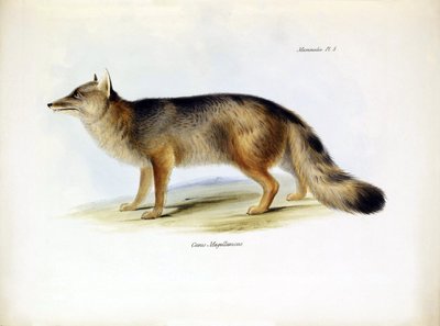 动物学：查尔斯-达尔文在贝格尔号上描述的南美狐狸 "Canis fulvipes"。选自 "1832-1836 年在菲茨罗伊船长指挥下的比格尔号航行的动物学 "的图版 作者 未知艺术家