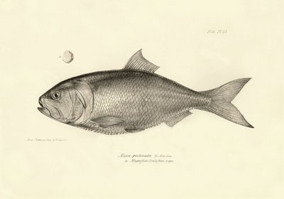 动物学：查尔斯-达尔文在贝格尔号航程中描述的 "Alosa pectinata "鱼。摘自 "1832-1836 年在菲茨罗伊船长指挥下的比格尔号航行的动物学 "的图版 作者 未知艺术家