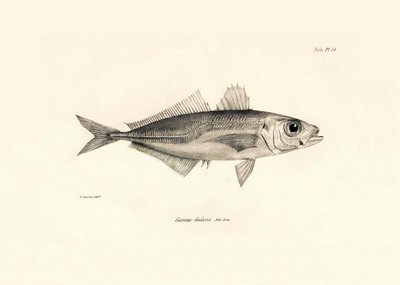 动物学：查尔斯-达尔文在贝格尔号航程中描述的 "Caranx declivis "鱼。摘自 "1832-1836 年在菲茨罗伊船长指挥下的比格尔号航行的动物学 "图版 作者 未知艺术家