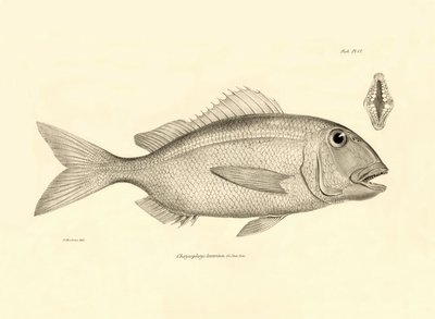 动物学：查尔斯-达尔文在贝格尔号航程中描述的鱼类 "Chrysophrys taurina"。摘自 "1832-1836 年菲茨罗伊船长指挥的比格尔号航行的动物学 "图版 作者 未知艺术家