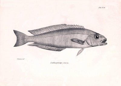 动物学：查尔斯-达尔文在贝格尔号航程中描述的 "Latilus princeps "鱼。摘自 "1832-1836 年在菲茨罗伊船长指挥下的比格尔号航行的动物学 "图版 作者 未知艺术家