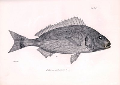 动物学：查尔斯-达尔文在贝格尔号航行期间描述的鱼类 "Pristipoma cantharinum"。摘自 "1832-1836 年在菲茨罗伊船长指挥下的比格尔号航行的动物学 "图版 作者 未知艺术家