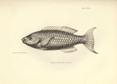 动物学：查尔斯-达尔文在贝格尔号航行期间描述的鱼类 "Scarus Chlorodon"。摘自 "1832-1836 年在菲茨罗伊船长指挥下的比格尔号航行的动物学 "的图版 作者 未知艺术家