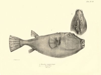 动物学：查尔斯-达尔文在贝格尔号航程中描述的鱼类 "Tetrodon (Tetraodon) angusticeps"。选自 "1832-18 年在菲茨罗伊船长指挥下的比格尔号航行的动物学 "的图版 作者 未知艺术家