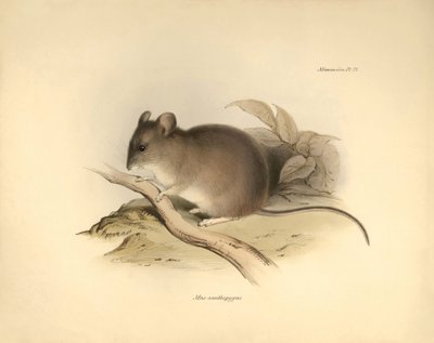 动物学：查尔斯-达尔文在贝格尔号探索之旅中描述的 "Mus xanthopygus "或黄斑鼠。摘自 "1832 年至 1836 年菲茨罗伊船长指挥比格尔号航行的动物学"（The Zoology of the voyage of H.M.S. Beagle under the command of Captain Fitzroy during the years 1832 to 1836 e）的图片。 作者 未知艺术家