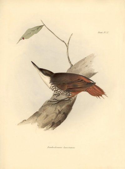 鸟类学：查尔斯-达尔文（1809-1882 年）观察和描述的南美洲鸟类 "Dendrodamus leucosternus"。图片选自 "比格尔号航程中的动物学"。飞行。III，约翰-古尔德描述的鸟类，以及查尔斯-达尔文（1809-1882 年）对其习性的描述。 作者 未知艺术家