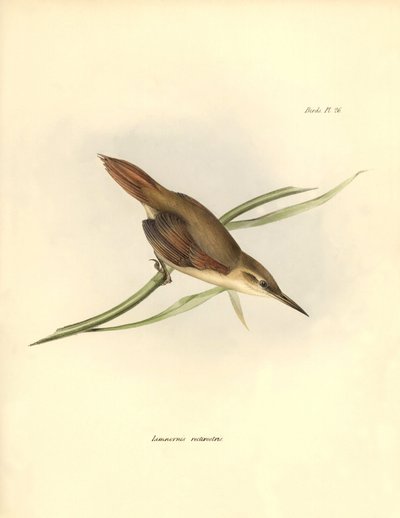 鸟类学：查尔斯-达尔文（1809-1882 年）观察和描述的南美洲 "Limnornis rectirostris"。图片选自《比格尔号航程中的动物学》。飞行。III，约翰-古尔德描述的鸟类，以及查尔斯-达尔文（1809-1882 年）对其习性的描述。 作者 未知艺术家