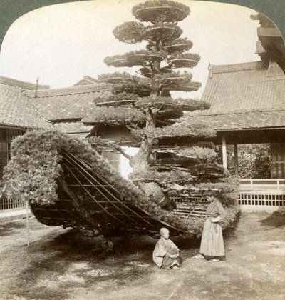 训练成船形的一棵松树，日本京都金阁寺，1904年 作者 安德伍德和安德伍德