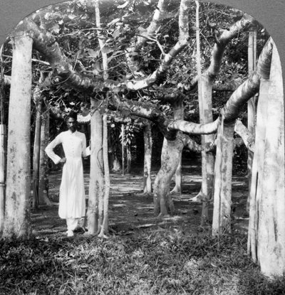 1900年代，印度加尔各答榕树的根中。 作者 安德伍德和安德伍德