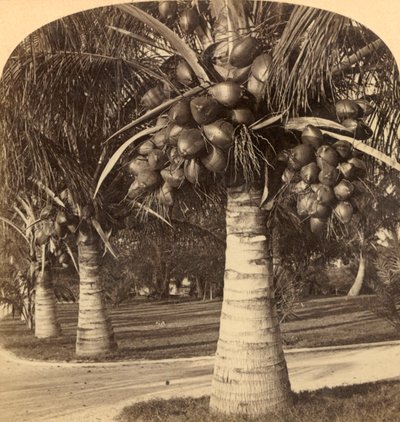在佛罗里达白色沙子的可可椰子树。美国，c1900。 作者 安德伍德和安德伍德