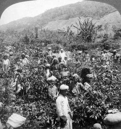 1903年，在斯里兰卡丹布蒂纳的托马斯·利普顿斯爵士庄园上采摘咖啡。 作者 安德伍德和安德伍德