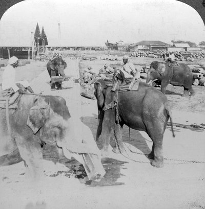 大象在一个木材场工作，印度，c1900年代。 作者 安德伍德和安德伍德
