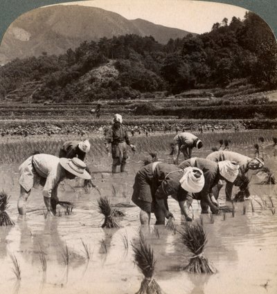 1904年，日本京都附近的农场工人在移植大米芽 作者 安德伍德和安德伍德