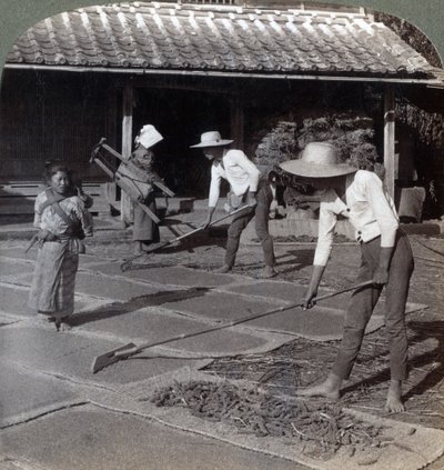 日本横滨附近的农民用竹耙将小米撒在垫子上晾干以防冬季，1904年 作者 安德伍德和安德伍德