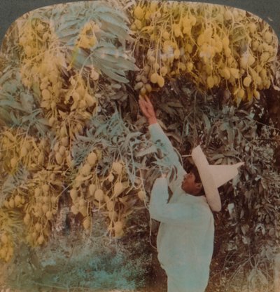 1907年，墨西哥库埃纳瓦卡，从繁重的芒果树上采摘甜美的水果。艺术家：埃尔默·安德伍德（Elmer Underwood），贝特·埃里亚斯·安德伍德（Bert Elias Underwood）。 作者 安德伍德和安德伍德
