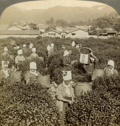 采茶的女孩，日本宇治。 作者 安德伍德和安德伍德