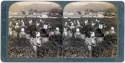 1904年，女孩在日本宇治的著名种植园采茶 作者 安德伍德和安德伍德