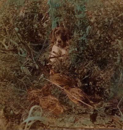 在西方草原国家打猎，鹌鹑和指针-玉米茬，1903年。艺术家：埃尔默·安德伍德（Elmer Underwood），贝特·埃里亚斯·安德伍德（Bert Elias Underwood）。 作者 安德伍德和安德伍德