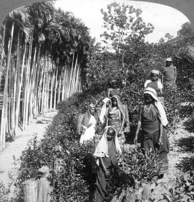 1903年，泰米尔妇女在斯里兰卡波尔加维拉的托马斯·利普顿斯爵士庄园上采茶。 作者 安德伍德和安德伍德