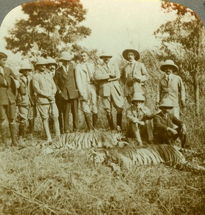 印度西孟加拉邦库奇·比哈尔（Cooch Behar）的老虎狩猎，大约摄于1900年代。 作者 安德伍德和安德伍德