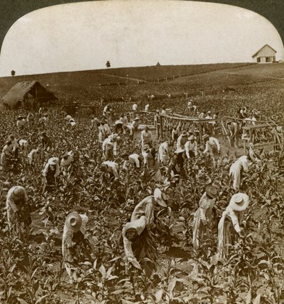 1900年，牙买加蒙彼利埃的烟草田。 作者 安德伍德和安德伍德