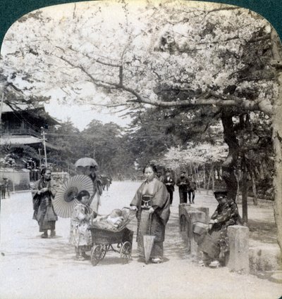在樱花下，沿着芝芝公园主大道向东北看，日本东京，1904年 作者 安德伍德和安德伍德